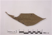 藏品(細齒疣鱗蘚)的圖片